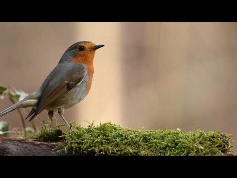 Beautiful Bird Video❤️| Beautiful Bird