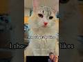 Lovely cat🐈 #funny #cat #cats #catshorts #shortsfeed #shorts #usa #shortsvideo #shortsviral