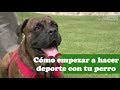 PERRO: Cómo empezar a hacer deporte