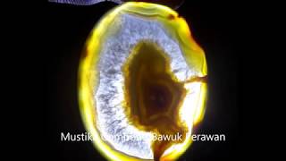 Mustika Combong Bawuk Perawan