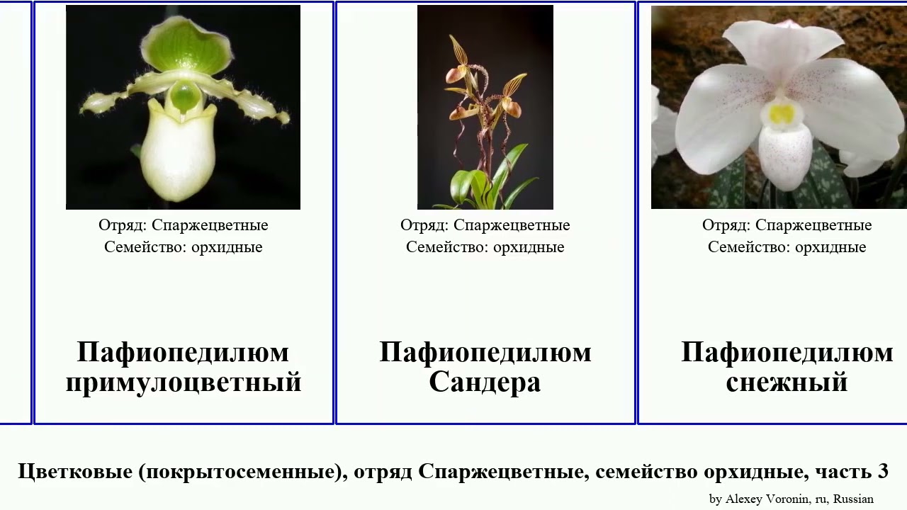 Цветковые (покрытосеменные), отряд Спаржецветные, семейство орхидные, часть 3 пафиопедилюм тайник
