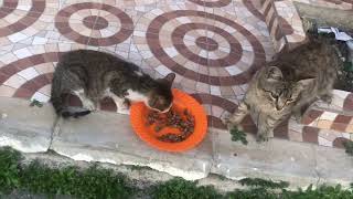 I give some food to those two beautiful cats on street