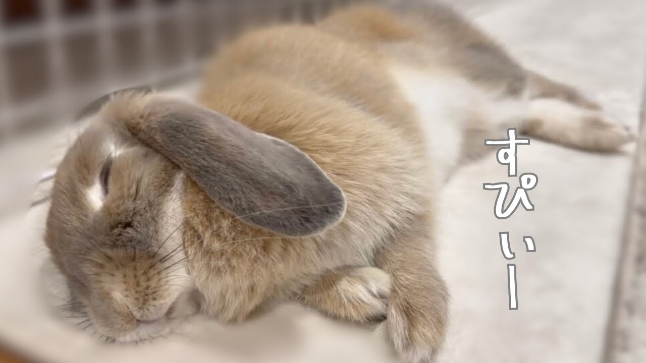 ねむくない！と言いつつ、ごまかせないうさぎ - YouTube