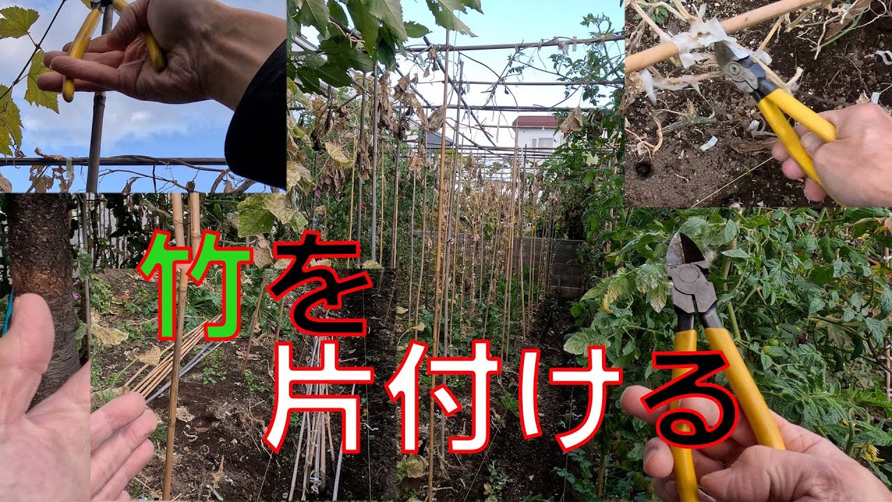 【枯れたキュウリ】家庭菜園で使っている女竹（メダケ）を片付けていきます。頭上の結束線を1本切るだけで、すぐに抜く事ができます。【天空ワイヤー ...