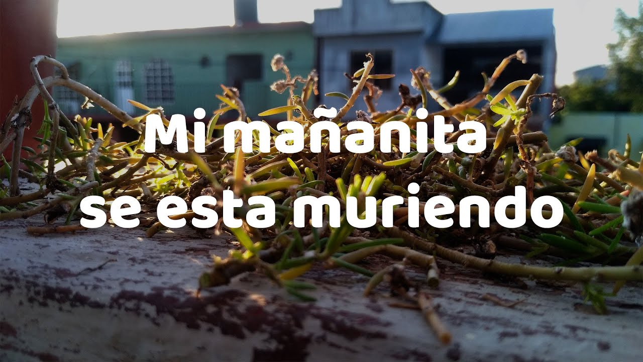 Cuidados De Las Mañanitas l mi mañanita se esta muriendo
