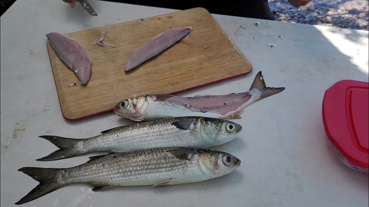 como filetear lisas para un buen ceviche