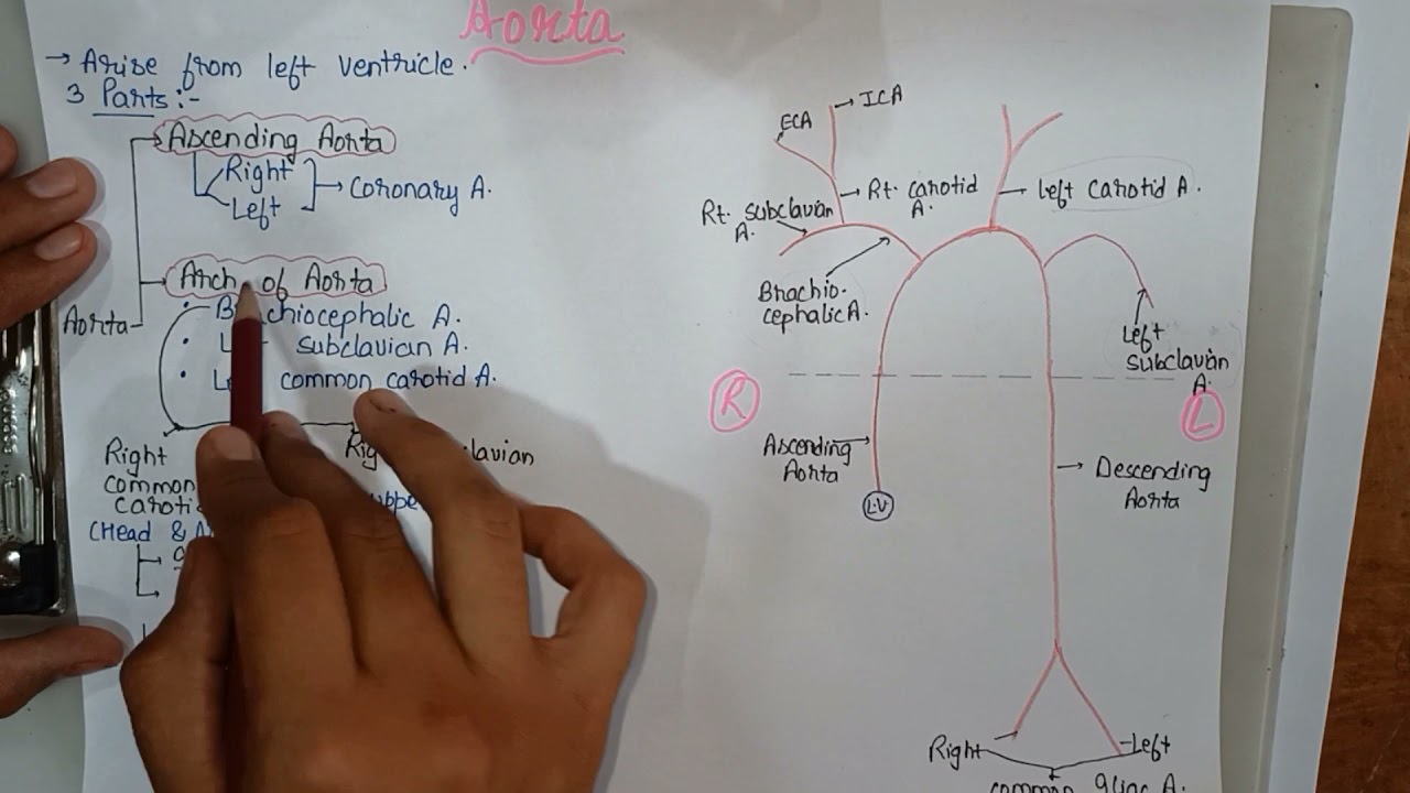 Aorta and it's branches || Explain in Hindi || In very easy way