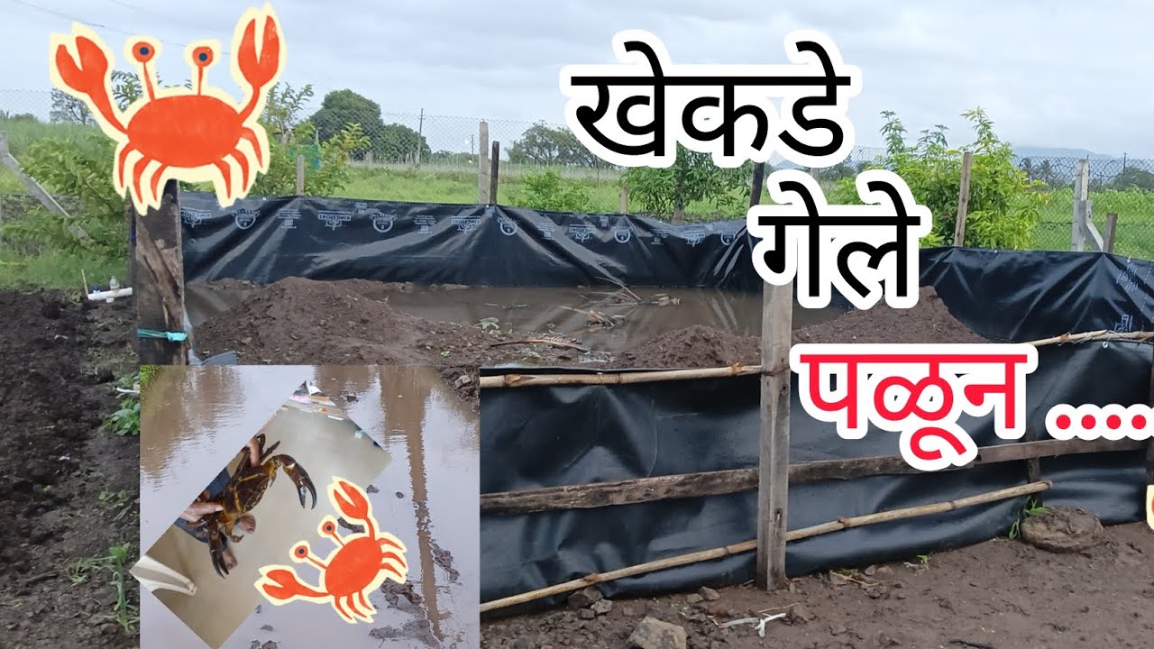 🥺खेकडे पालन टाकीत झाला मोठा अपघात.   🥺  खेकडे गेले पळून😭😭  In crab farming tank happen accident
