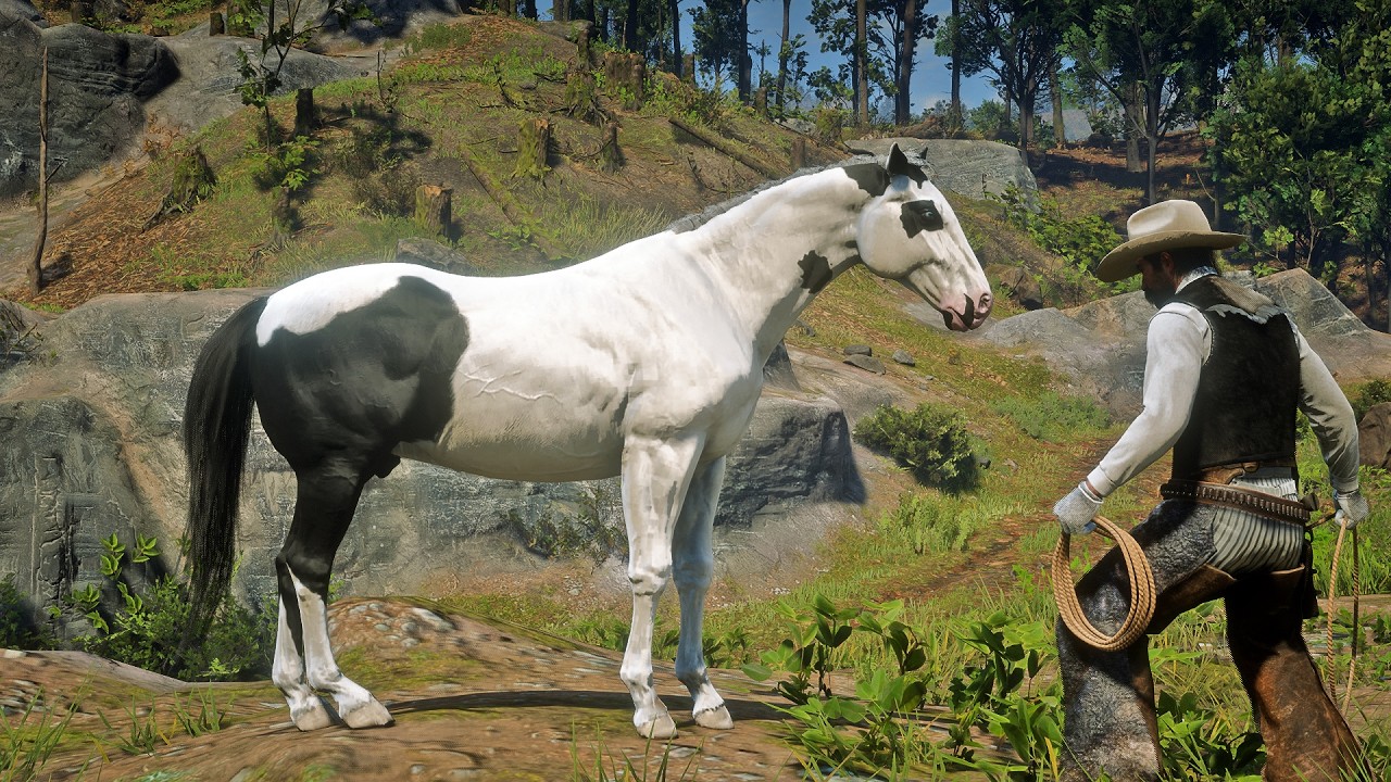 John Marston Tames Beautiful American Paint Tovero Horse near Annesburg | RDR2