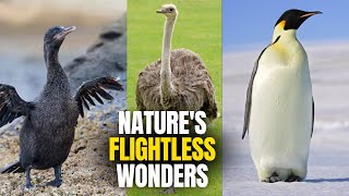 Top 10 Birds That Can't Fly