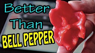 DELICIOUS PEPPERS : Bishop's Crown and Bahamian Goat - Chili Reviews