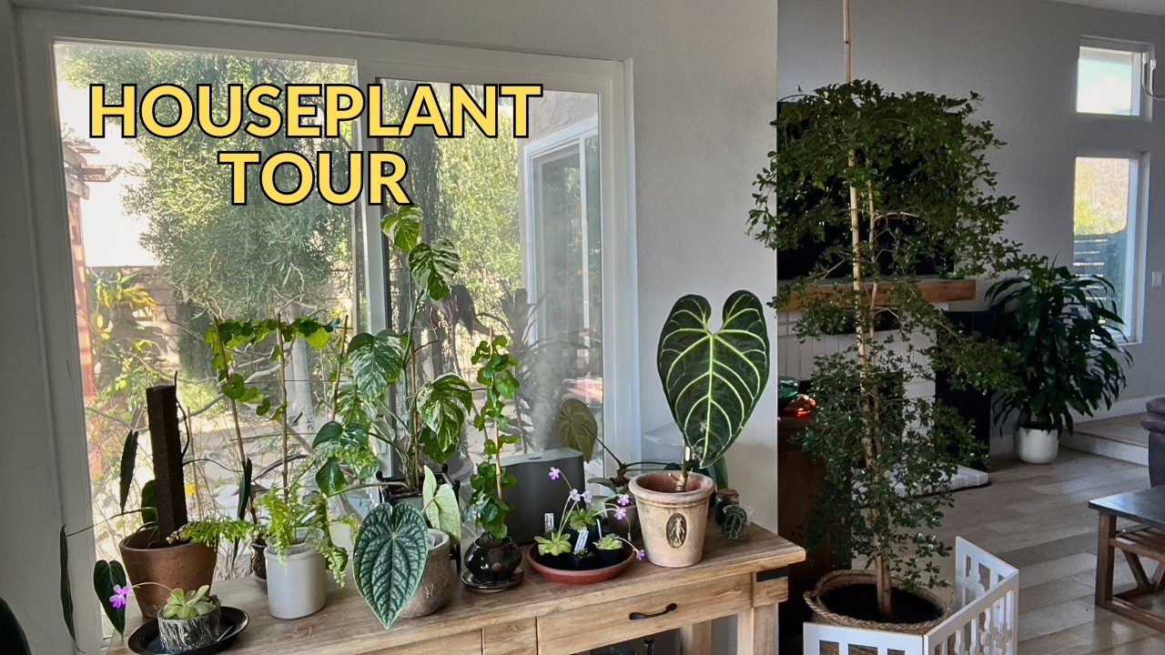 Houseplant Tour