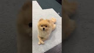 Moski Goş Oğlum Rızzık Zamanı