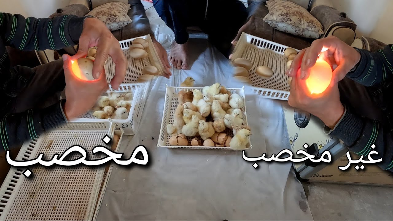 (114)🥚توقف الطاقة الشمسية بسبب الامطار 😔، كيفية التفريق بين البيض المخصب و الغير مخصب