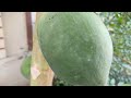 Homemade Tutti Frutti Recipe Papaya Recipes Tutti Frutti Recipe Tutti Frutti With Papaya 