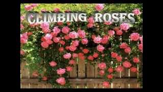 CLIMBING  ROSES