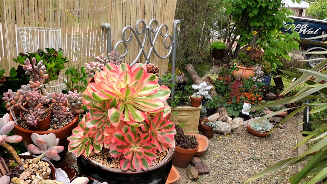 BEESY with Garden Designs & Ideas | VLOG #156 Succulents & Coffee with Liz