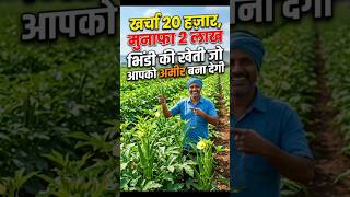 Bhindi ki kheti full process. #bhindifarming #agriculture #farmingtips #haryanaagriculture #organic