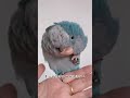 Only those who keep pets can understand the value of this song#Parrot parrot cute. Tease t