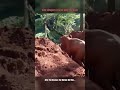 Kind villagers rescue a baby elephant 🐘❤️ #shorts #animals #rescue #kindness #viral