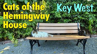 Cats of the Hemingway House - Key West - Polydactyl Six Toed Cats