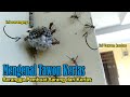 Mengenal Tawon Kertas, Serangga Pembuat Sarang dari Kertas | #simplenewsvideo