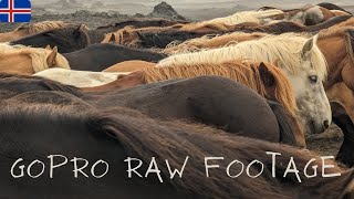 Iceland horse trek | No music | Just hoofbeats | Raw footage | 4K | GoPro