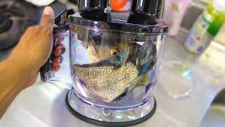 外来種をすりつぶして撒き餌に【テレピア餌で釣り後編】