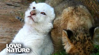 Famous Extremely Rare White Lion Cubs Discover the World Around Them! | Love Nature Net Worth