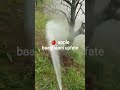 Apple 🍎 baagbaani update Kullu Manali #likeandsubscribe