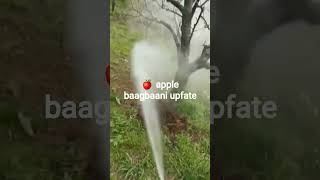 Apple 🍎 baagbaani update Kullu Manali #likeandsubscribe