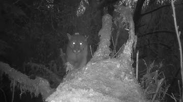 Introducing the Olympic Cougar Project