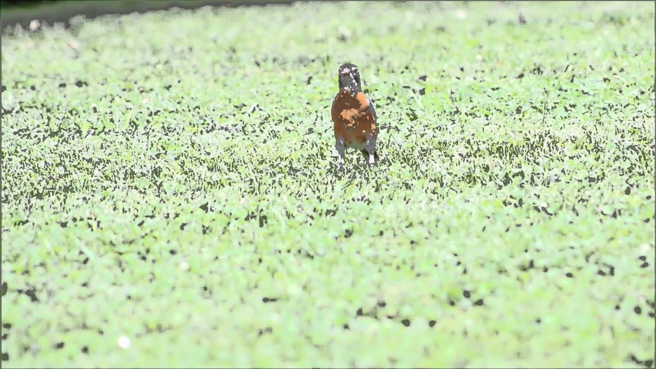 WhiteTail Deer Drive Us Mad YouTube