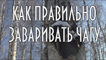 Как правильно заваривать чагу, березовый гриб, чага - уникальное лекарственное средство