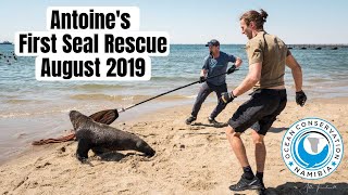 Antoine's Very First Seal Rescue August 2019
