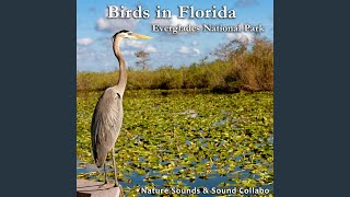 Gentle Water Stream and Birds Chirping - Nature Sounds, Sound Collabo