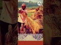 전통 벼 타작 : 숙련된 타격 리듬으로 황금빛 쌀알을 분리하는 방법 #worker #process #agriculture #harvest #threshing