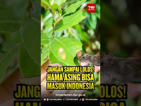 Jangan Sampai Lolos! Hama Asing Bisa Masuk Indonesia