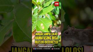 Jangan Sampai Lolos! Hama Asing Bisa Masuk Indonesia