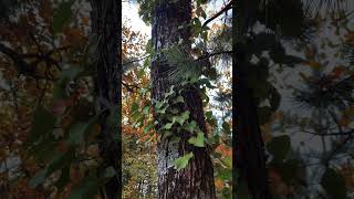 Nature Park Papuk Croatias Hidden Wonder