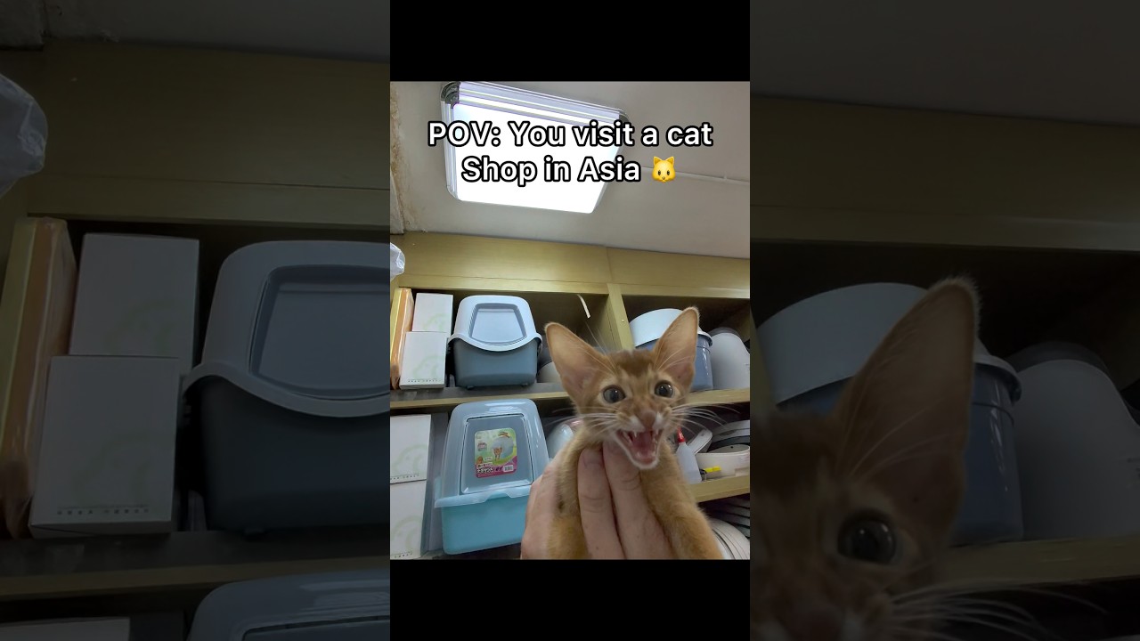 Should we adopt him? 😮 #shorts #pov #cats #petshop #asia