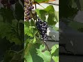 London Garden grapes ￼