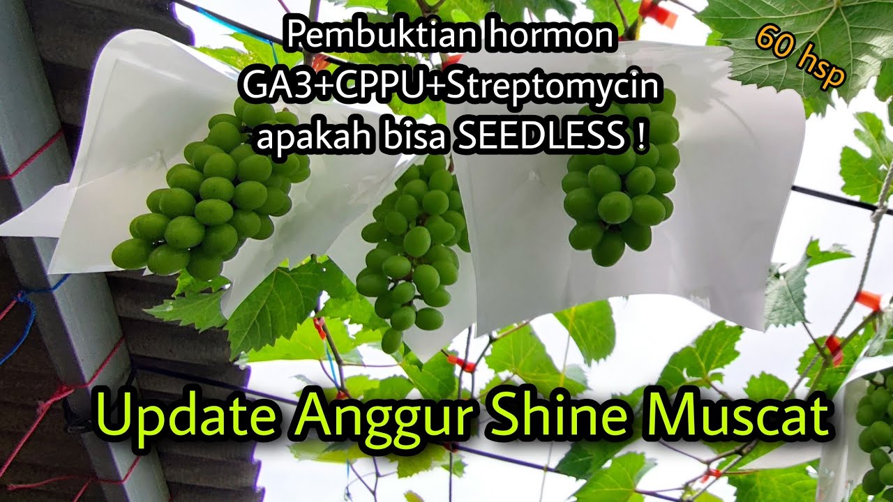 Update Pembuahan Anggur Shine Muscat di 60 hsp