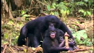 The New Chimpanzees