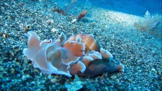 Brown Lined Paper Bubble Snail