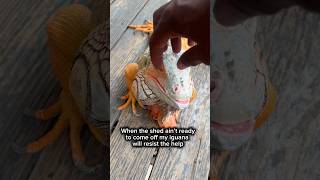 If shed ain’t ready the iguana wil tell you #asmr #reptiles #lizard #pets #cutepets #fypシ #ytshorts