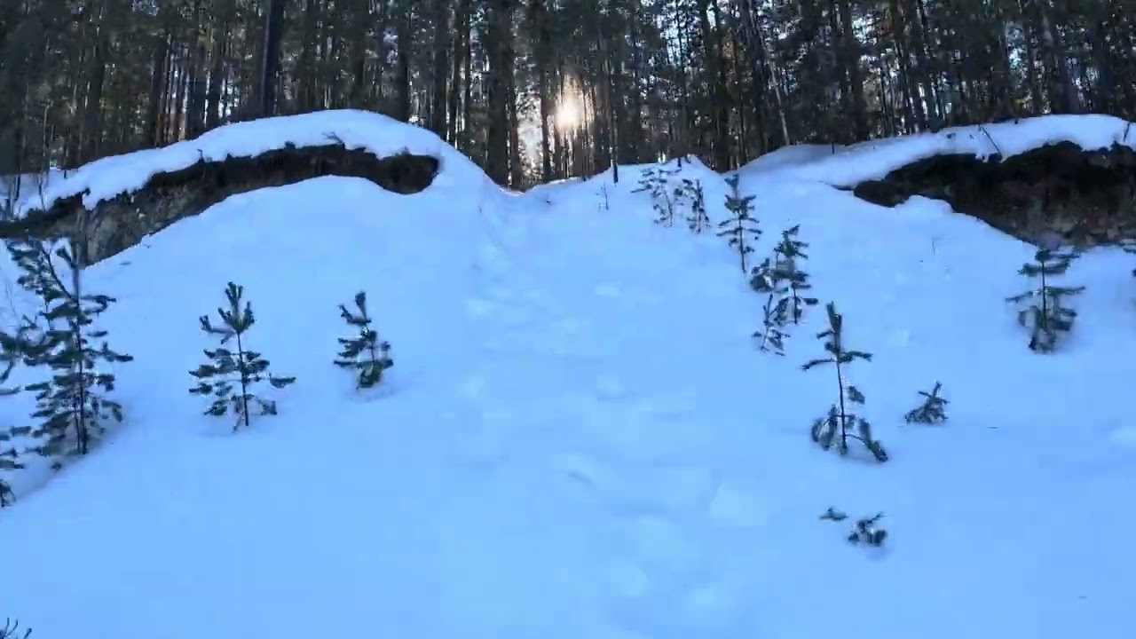 Прогулка по лесу до пруда