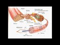 Skeletal #muscle #contraction #physical #education #sports 