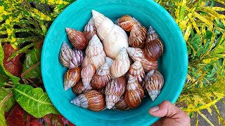 HUNTING SNAILS! Hunting Snail Animals And Finding Many Snail Shells [Snail Snail Snails]