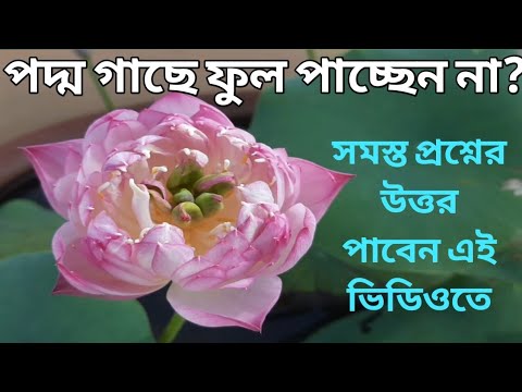 ভিডিও: একটি পদ্ম কি রং?